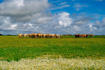 Cows graze across rural pastureland. Summer grass feeds cows on farms. Cows gather beneath dramatic clouds. French cattle farming raises cows outdoors. © Volodymyr