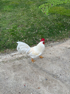 A white rooster stands on a gravel path in front of a grassy area