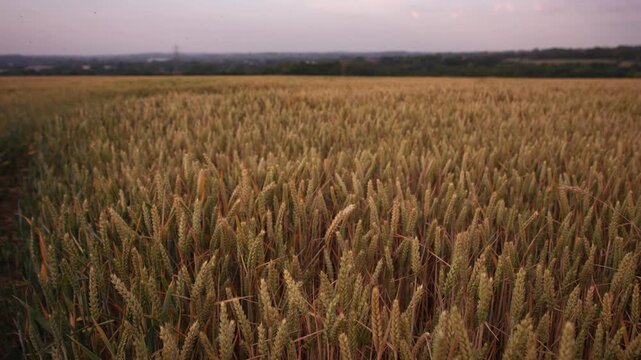 Ripe golden wheat crop plants fields in farmland countryside 