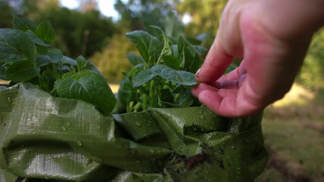 Gardener inspecting young potato seed plant growing in soil bag