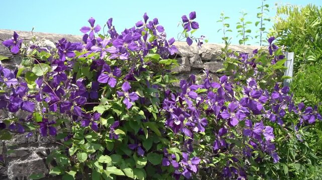 Clematis 'Jackmanii Superba' a climbing herbaceous purple perennial and a summer autumn vine climber, flower and plant gardening stock video footage clip
