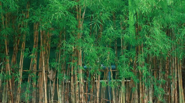 Lush Bamboo Forest Background