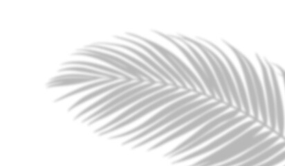 Fototapeta premium PNG shadow overlay effect of realistic tropical palm leaves isolated on transparent background. Black and white coconut leaf blur shadow overlay summer decorative vector element design.