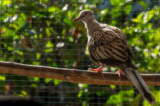 Oriental turtle dove perched on a wooden branch in an outdoor aviary with green bokeh background. Avian wildlife and bird keeping concept in horizontal view.