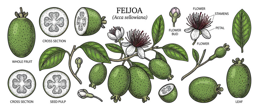 Detailed Botanical Illustration of Feijoa Fruit and Flowers