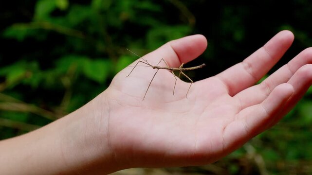 insecto palo sobre una mano