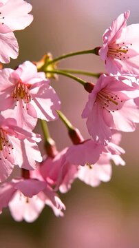 Close up of delicate pink cherry blossoms blooming on a branch during spring season.