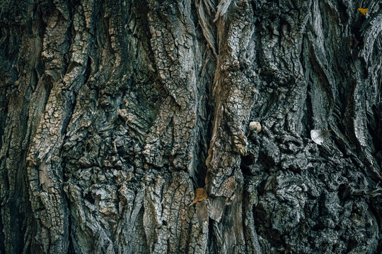 A close up of Carolina poplar tree bark texture