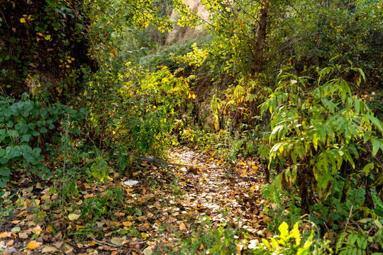 Autumn forest path with falling leaves, sunlight filtering through foliage