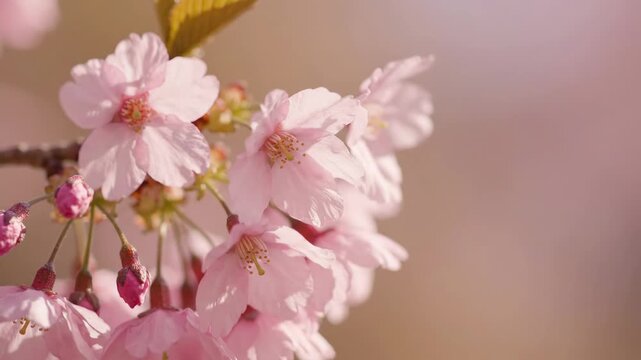 Beautiful pink cherry blossom flowers blooming on a branch during a sunny spring day in nature.