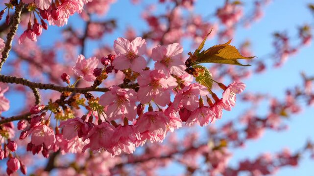 Beautiful pink cherry blossoms blooming on a tree branch against a clear blue sky in spring.