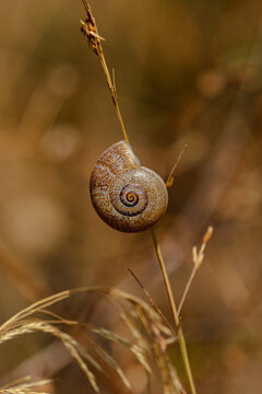 Land snail shell on dry grass with spiral pattern, warm natural bokeh and copy space