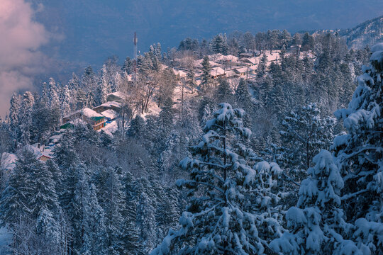 View of snow-covered pine trees and hillside houses during a winter snowfall in Murree, Punjab, Pakistan.