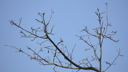 Obraz premium Leafless Tree Branches with Dry Seed Pods Stretching Across a Clear Bright Blue Sky Background