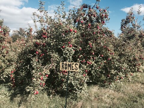 Romes apple tree