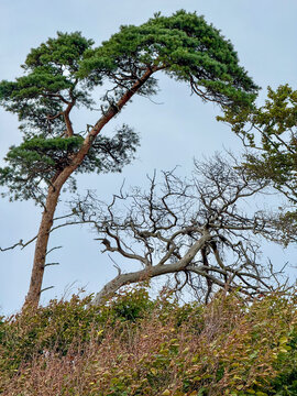 Windfl&uuml;chter (Windlooper) und toter Baum auf dem Dar&szlig; an der Ostsee