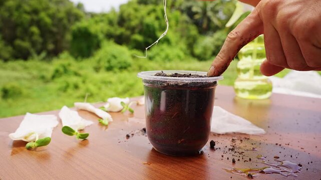 Hands Planting a Green Sprout in a Clear Soil Cup on Wooden Table Outdoors, Supporting Garden Growth and Sustainability