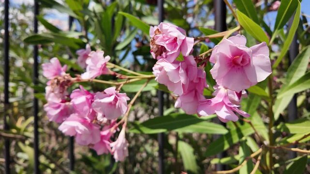 Aesthetic cinematic macro view of an oleander flower blossom