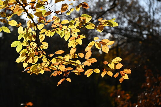 Buchenzweige im Herbst