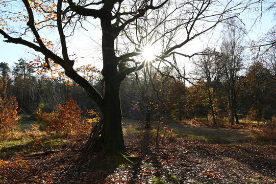 Herbstwald mit Sonne