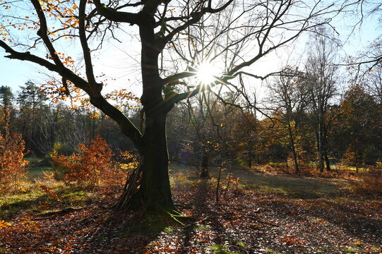 Herbstwald mit Sonne