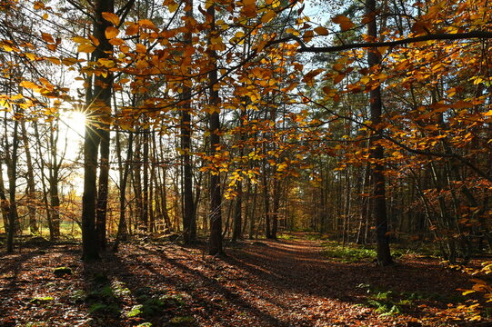 Herbstwald mit Sonne