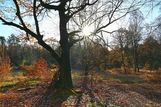 Herbstwald mit Sonne