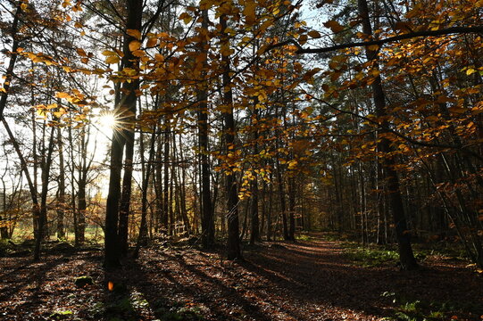 Herbstwald mit Sonne
