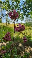 Les magnifiques fleurs en forme de clochettes du Lis martagon (Lilium martagon), l'un des joyaux des pré et forêts des Pyrénées catalanes (vallée d'Eyne, Cerdagne) © Arnaud