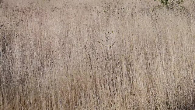 Dry seed heads of Aegilops cylindrical sway gently in the wind across a sun-dried meadow.