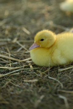 Macro portrait of a single fluffy yellow duckling on straw