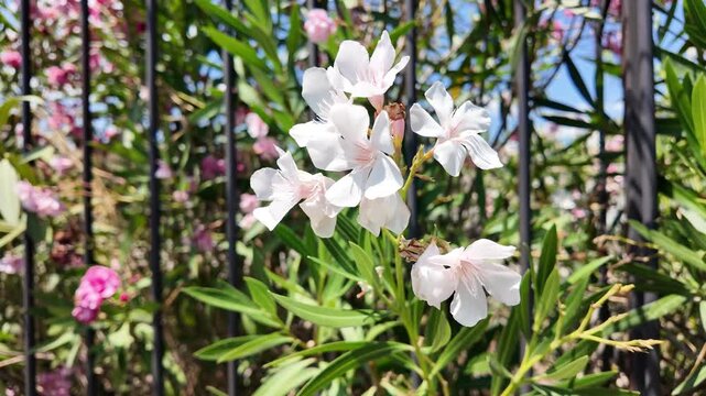 Aesthetic cinematic close-up view of white oleander flowers blooming