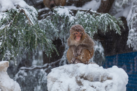 View of a small monkey sitting on a snow-covered rock surrounded by pine branches during a snowfall in Murree, Punjab, Pakistan.