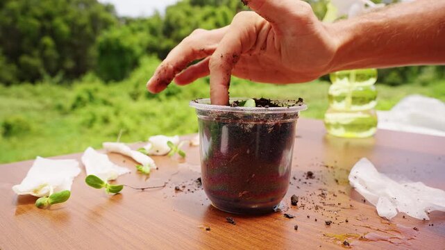 A Gardener Crumbles Moist Potting Soil by Hand into a Clear Plastic Cup, Preparing a Container for Growing Seedlings Outdoors