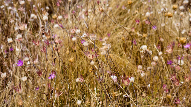 Dried wildflowers and various grasses stand tall in a sun drenched meadow. Showing the rustic beauty and natural textures of late summer. Symbolizing resilience. Endurance