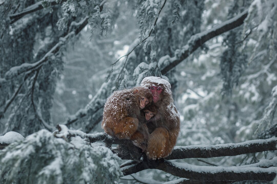 View of three Japanese macaques huddled together for warmth on a snow-covered tree branch during a winter snowfall in Murree, Punjab, Pakistan.