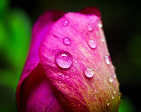 Macro shot of magenta flower petal texture covered in clear water droplets.