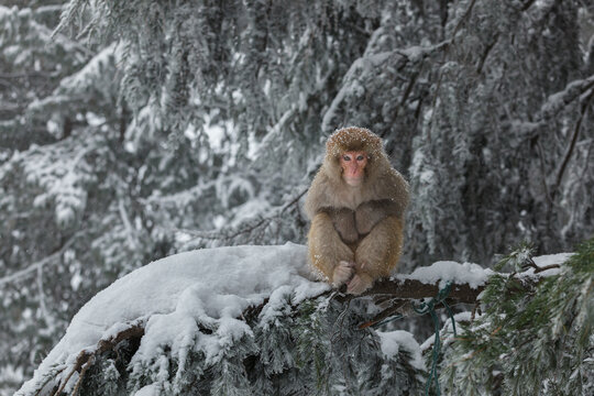 View of a macaque monkey sitting on a snow-covered pine branch in a winter forest in Murree, Punjab, Pakistan.