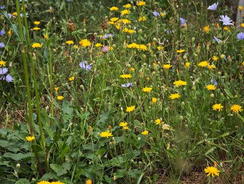 Yellow hawkweed and purple chicory wildflowers in summer meadow