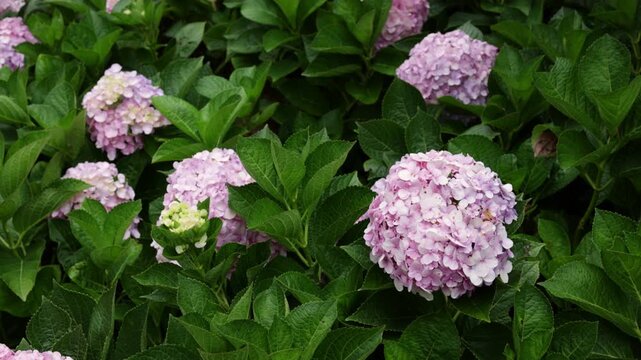 Abundant pink hydrangea macrophylla flowers with lush green leaves gently moving in a soft breeze in a summer garden, showcasing the vibrant colors and delicate petals of the blossoming plant