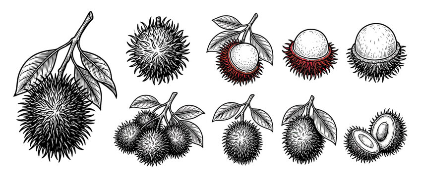 Engraved Tropical Fruit Collection Isolated