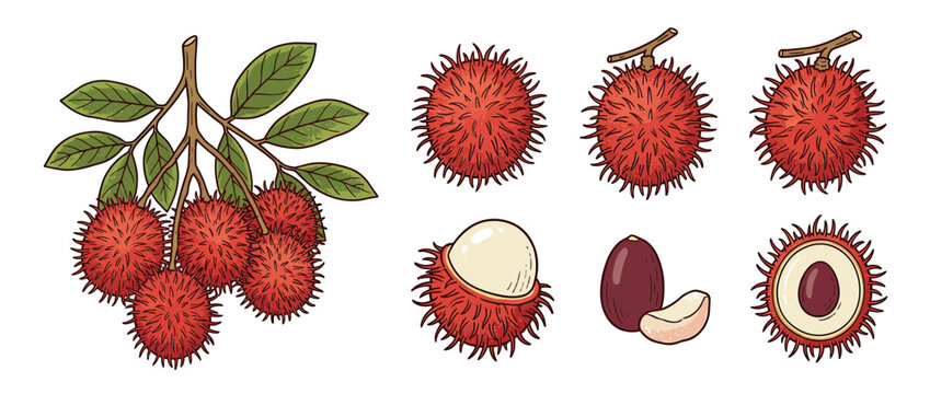Exotic Rambutan Fruit Collection Isolated on White