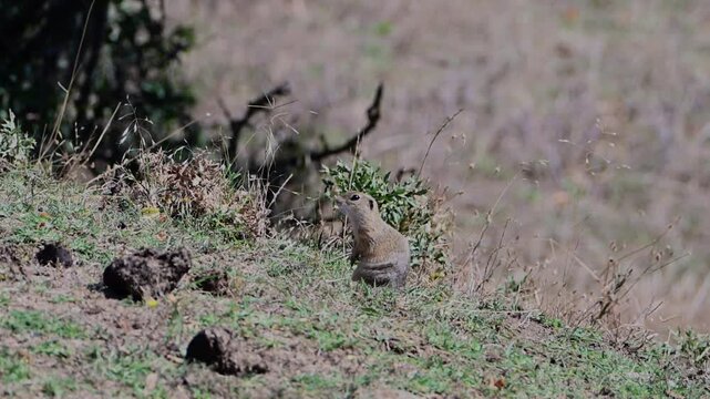 A curious ground squirrel stands alert on its hind legs atop a grassy dirt mound, carefully observing its natural surroundings.
