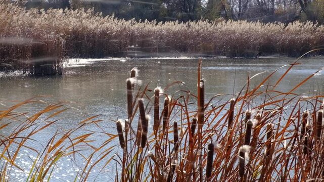Fluffy cattail seeds blowing in the strong autumn wind across a sunny lake. Commercial nature footage for seasonal transitions, environmental science, wetland conservation, and texturized organic back