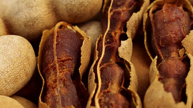 Brown tamarind fruit pods circle rotation close up