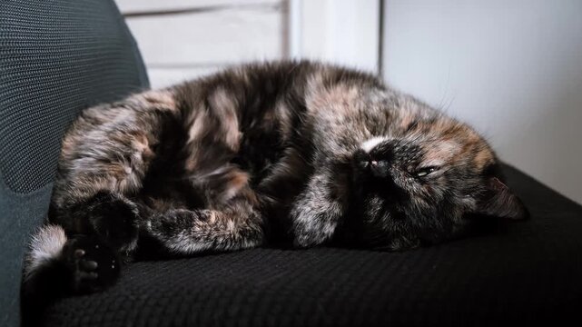 Tortoiseshell cat stratching lying on its back in a funny pose on a black chair at home. Funny pet wakes up, domestic animal, indoor lifestyle. High quality 4k footage.