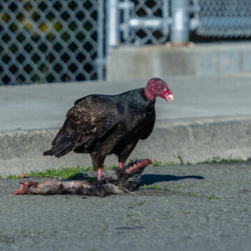 Turkey vulture having a meal with road kill 