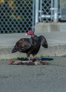 Turkey vulture having a meal with road kill 