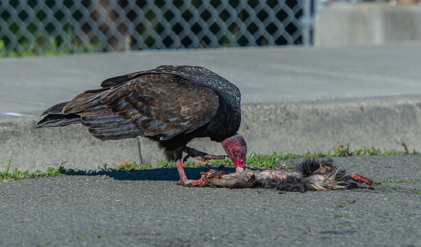 Turkey vulture having a meal with road kill 