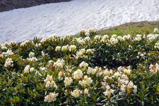 Flowering clearing on top of the Caucasus Mountains . Walking and hiking in the mountains Arkhyz. Beautiful view of the mountains in summer in a quality photo